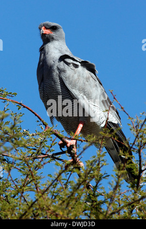 Le chant clair du sud Autour des palombes (Melierex canorus) dans le Parc National de Chobe au Botswana Banque D'Images