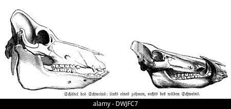 Les porcs domestiques et les sangliers : crâne Banque D'Images