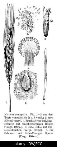 Ergot de seigle Banque D'Images