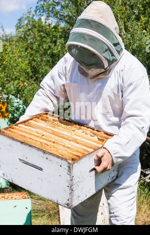 L'apiculteur Au rucher d'Abeilles Crate