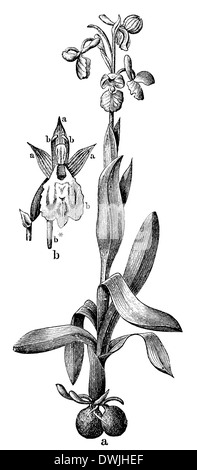 Orchidée des marais Banque D'Images