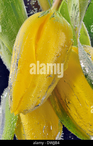 Tulipes jaunes submergé à l'envers dans l'eau minérale Banque D'Images