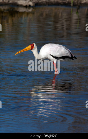 Yellowbilled Stork (Mycteria ibis) dans le Delta de l'Okavango au Botswana Banque D'Images