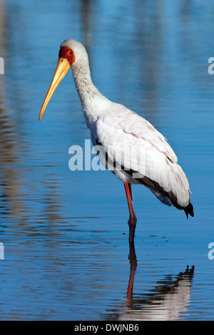 Yellowbilled Stork (Mycteria ibis) dans le Delta de l'Okavango au Botswana Banque D'Images