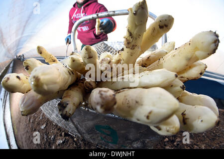 Durmersheim, Allemagne. 10 Mar, 2014. Sélection de fruits et légumes Cosmin Malaiu récoltes d'asperges fraîches sur la ferme de Durmersheim asperges Gehrer, Allemagne, 10 mars 2014. L'aspargus sur la ferme est cultivée sous Gehrer un film plastique qui permet le légume de croître plus rapidement qu'avec des méthodes de production conventionnelles. Photo : Uli Deck/dpa/Alamy Live News Banque D'Images