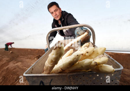 Durmersheim, Allemagne. 10 Mar, 2014. Sélection de fruits et légumes asperges fraîches récoltes Robu Florentin sur la ferme de Durmersheim asperges Gehrer, Allemagne, 10 mars 2014. L'aspargus sur la ferme est cultivée sous Gehrer un film plastique qui permet le légume de croître plus rapidement qu'avec des méthodes de production conventionnelles. Photo : Uli Deck/dpa/Alamy Live News Banque D'Images