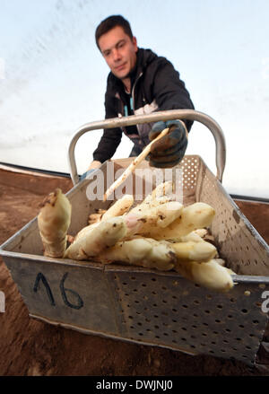 Durmersheim, Allemagne. 10 Mar, 2014. Sélection de fruits et légumes asperges fraîches récoltes Robu Florentin sur la ferme de Durmersheim asperges Gehrer, Allemagne, 10 mars 2014. L'aspargus sur la ferme est cultivée sous Gehrer un film plastique qui permet le légume de croître plus rapidement qu'avec des méthodes de production conventionnelles. Photo : Uli Deck/dpa/Alamy Live News Banque D'Images