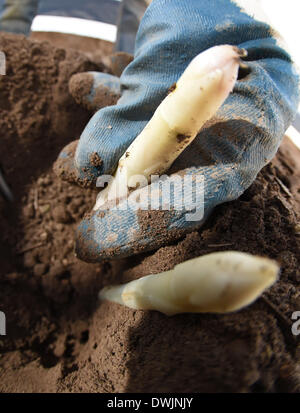 Durmersheim, Allemagne. 10 Mar, 2014. Une sélection de fruits et légumes frais sur les récoltes d'asperges asperges Gehrer ferme à Durmersheim, Allemagne, 10 mars 2014. L'aspargus sur la ferme est cultivée sous Gehrer un film plastique qui permet le légume de croître plus rapidement qu'avec des méthodes de production conventionnelles. Photo : Uli Deck/dpa/Alamy Live News Banque D'Images
