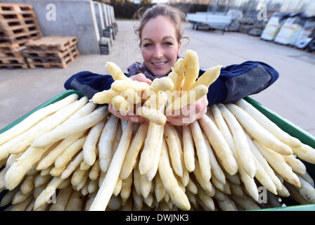 Durmersheim, Allemagne. 10 Mar, 2014. Encadreur asperges Franziska Gehrer présente sur les asperges fraîches récoltées Gehrer ferme asperges à Durmersheim, Allemagne, 10 mars 2014. L'aspargus sur la ferme est cultivée sous Gehrer un film plastique qui permet le légume de croître plus rapidement qu'avec des méthodes de production conventionnelles. Photo : Uli Deck/dpa/Alamy Live News Banque D'Images
