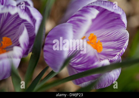 Crocus vernus fleurs pourpre veiné blanc à rayures avec des étamines orange vif Banque D'Images