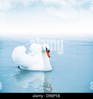 Mute swan (Cygnus olor) flottant à la surface d'un lac. Banque D'Images