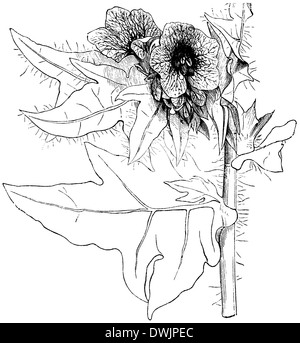 Jusquiame noire Banque D'Images