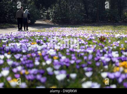 Berlin, Allemagne. 10 Mar, 2014. Les gens passent devant l'épanouissement des crocus dans le Jardin botanique de Berlin, Allemagne, 10 mars 2014. Photo : BRITTA PEDERSEN/dpa/Alamy Live News Banque D'Images