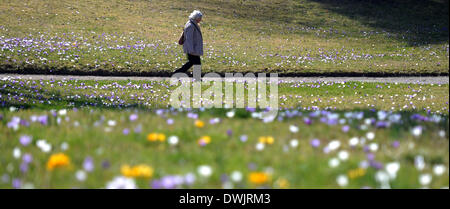 Berlin, Allemagne. 10 Mar, 2014. Une femme marche dernières blossoming crocus dans le Jardin botanique de Berlin, Allemagne, 10 mars 2014. Photo : BRITTA PEDERSEN/dpa/Alamy Live News Banque D'Images