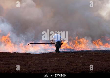 10 Mars 2014 North Pennines County Durham UK. Garde-chasse contrôlée à l'aide de gravure de bruyère dans le cadre de la gestion de la grouse Moor. Chaque année avant la saison de nidification commence les articles de Heather sont brûlées pour encourager les nouvelles pousses à se développer qui sont nourris par le lagopède des saules Lagopus lagopus). Banque D'Images