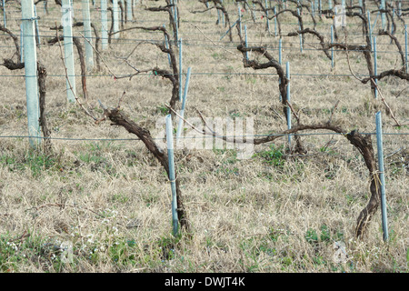 Vignoble italien Banque D'Images