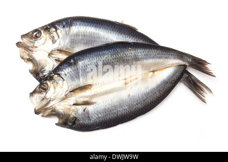 Les non-teints kippers fumés écossais isolated on a white background studio. Banque D'Images