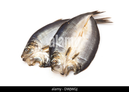 Les non-teints kippers fumés écossais isolated on a white background studio. Banque D'Images