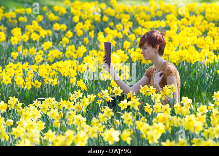 Une fille lit un livre électronique dans la campagne entourée de jonquilles Banque D'Images