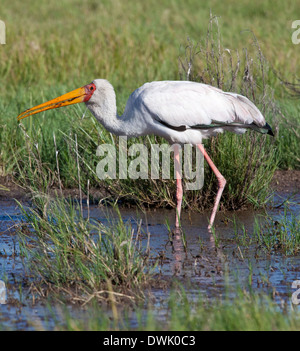 Un jeune Yellowbilled Stork (Mycteria ibis) dans le Delta de l'Okavango au Botswana Banque D'Images