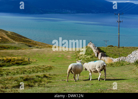 Grasing Moutons sur la colline, le Great Orme, Llandudno, Conwy, Nord du Pays de Galles, Royaume-Uni Banque D'Images