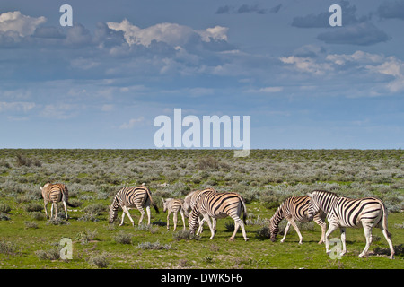 Un petit troupeau de zèbres marcher seul fichier à travers les plaines dans Etosha National Park, Afrique du Sud. Banque D'Images