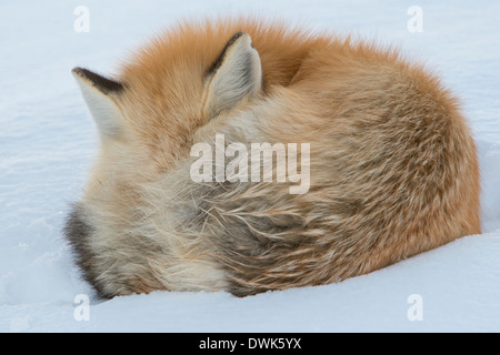 Un recroquevillé red fox (Vulpes vuples) en hiver, le Parc National de Yellowstone, Wyoming Banque D'Images