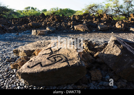 Puako Petroglyph Parc archéologique. Puako, Big Island, Hawaii, USA. Banque D'Images