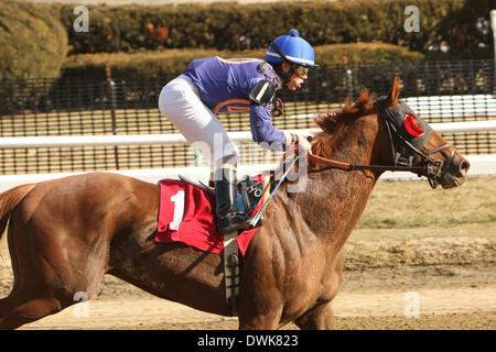 La Jamaïque, New York, USA. 1er mars 2014. Strapping marié d'Irad Ortiz, Jr. sont gagnants dans la 39ème édition de la Tom Fool Handicap pour 3 ans et plus, VA 6 furlongs sur l'intérieur de la terre, à l'hippodrome Aqueduct. Formateur : David Jacobson. Propriétaire : Dessin Voiture Stable & David Jacobson. © Sue Kawczynski/Eclipse/ZUMAPRESS.com/Alamy Live News Banque D'Images