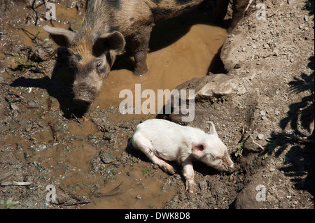 Porc domestique Banque D'Images