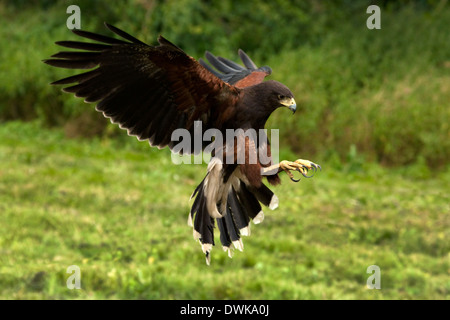 Harris Parabuteo unicinctus (Hawk) dans le nord-est de l'Équateur en Amérique du Sud Banque D'Images