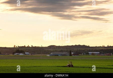 Un chariot élévateur se trouve dans un champ de carottes dans le marais Holland zone agricole, Bradford West Gwillimbury, Ontario, Canada. Banque D'Images