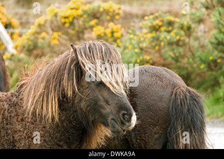 Eriskay poneys près de Loch Druidibeg, South Uist, Western Isles, Ecosse, Royaume-Uni Banque D'Images