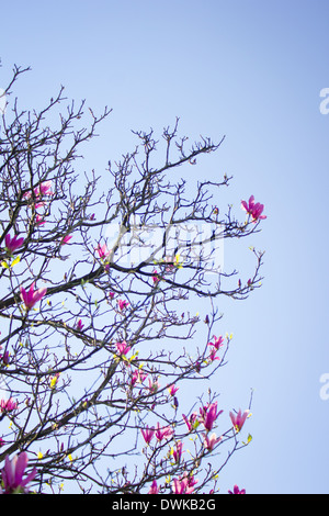 Magnolia x soulangeana saucer (magnolia), plante hybride détail. Produites par le français Étienne Soulange-Bodin plantsman Banque D'Images