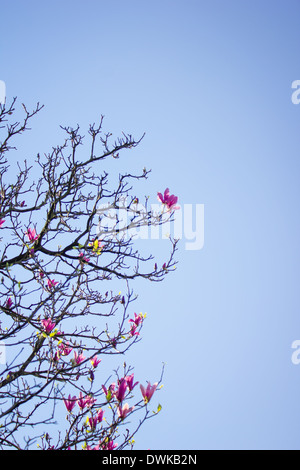 Magnolia x soulangeana saucer (magnolia), plante hybride détail. Produites par le français Étienne Soulange-Bodin plantsman, rose. Banque D'Images