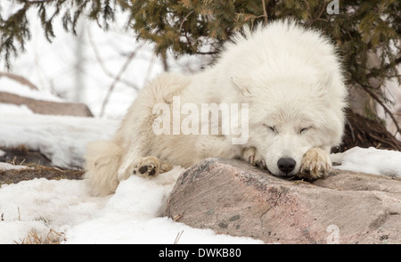 Loup arctique (White wolf) dormant sur un rocher. Banque D'Images