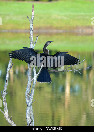 Anhinga femelle avec des ailes propagation grande ouverte pour sécher. Banque D'Images