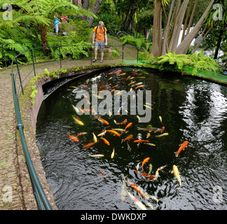 Madère Funchal Monte Palace carpes koï dans l'oriental jardins tropicaux Banque D'Images