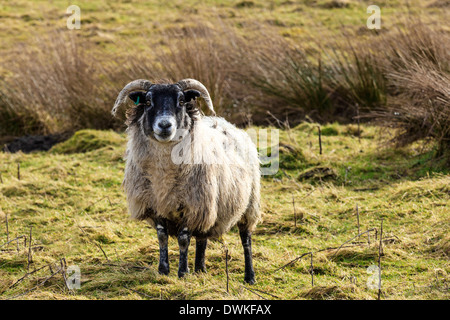 Moutons sur la lande, Écosse, Royaume-Uni, Grande Bretagne Banque D'Images