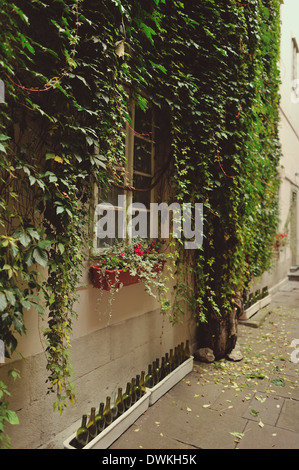 Lierre vert pousse abondamment sur le mur avec windows Banque D'Images