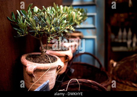 Oliviers en pots de terre cuite Banque D'Images