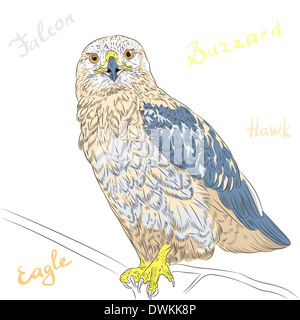 Sketch funny cartoon oiseaux colorés des Buzzard Banque D'Images