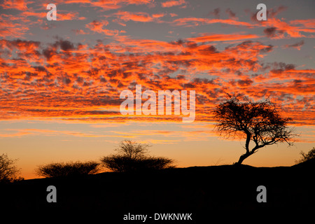 De soleil colorés près du Spitzkoppe, Namibie, Afrique Banque D'Images