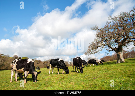 Le pâturage des vaches frisonnes près de Kendal en Cumbria, Angleterre, Royaume-Uni Banque D'Images