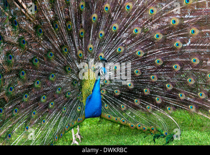 Affichage de paon plumes de queue Banque D'Images