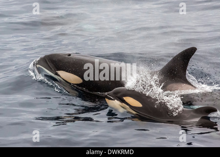 Un adulte l'épaulard (Orcinus orca) surfaces à côté d'un baleineau au large de la péninsule Cumberland, île de Baffin, Nunavut, Canada Banque D'Images