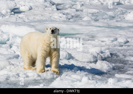 Des profils l'ours polaire (Ursus maritimus) sur la banquise, la péninsule de Cumberland, l'île de Baffin, Nunavut, Canada, Amérique du Nord Banque D'Images