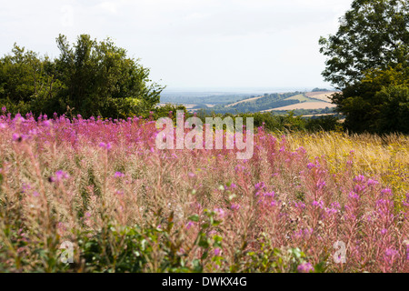 Rosebay Willowherb (Chamerion angustifolium) sur les South Downs à Butser Hill. Banque D'Images