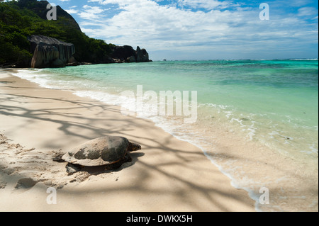 Les tortues de mer, Anse Source d'argent beach, La Digue, Seychelles, océan Indien, Afrique Banque D'Images