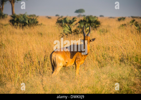 (Kobus kob Kob ougandais thomasi), Murchison Falls National Park, l'Ouganda, l'Afrique de l'Est, l'Afrique Banque D'Images